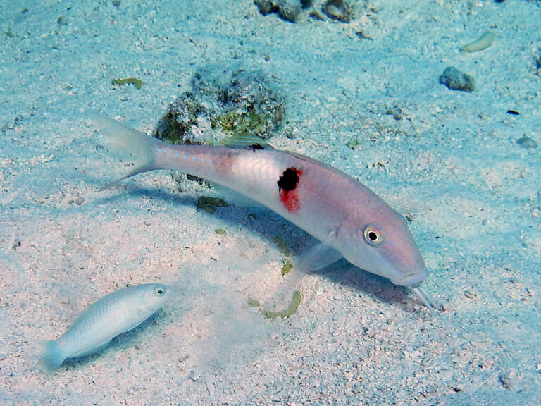 sidespot goatfish (Parupeneus pleurostigma) |commons:File:Mullidae - Parupeneus pleurostigma-001.JPG