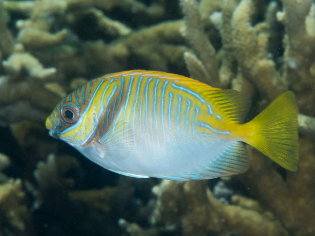 Siganus doliatus (Siganus doliatus) |commons:File:Barred rabbitfish (Siganus doliatus) (39947947740).jpg