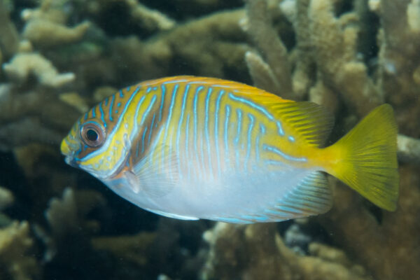Siganus doliatus (Siganus doliatus) |commons:File:Barred rabbitfish (Siganus doliatus) (39947947740).jpg
