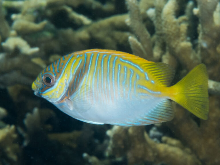 Siganus doliatus (Siganus doliatus) |commons:File:Barred rabbitfish (Siganus doliatus) (39947947740).jpg