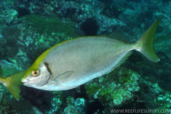Siganus fuscescens (Siganus fuscescens) |commons:File:Siganus fuscescens, Is. Solitarias.jpg