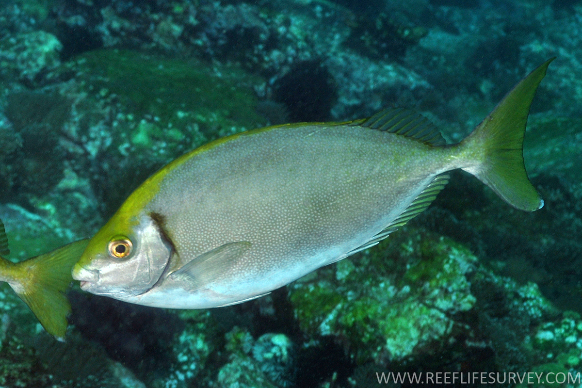 Siganus fuscescens (Siganus fuscescens) |commons:File:Siganus fuscescens, Is. Solitarias.jpg