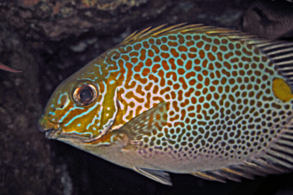 Siganus guttatus (Siganus guttatus) |commons:File:Gold - saddle Rabbitfish - Siganus guttatus.jpg