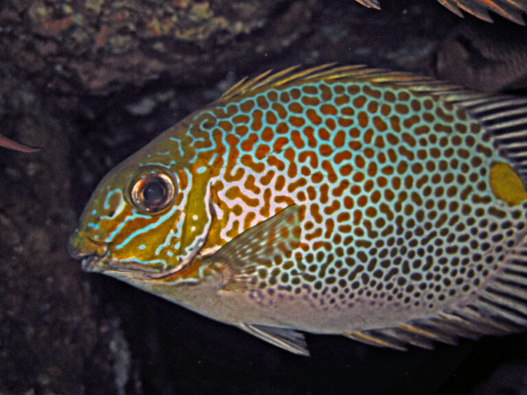 Siganus guttatus (Siganus guttatus) |commons:File:Gold - saddle Rabbitfish - Siganus guttatus.jpg