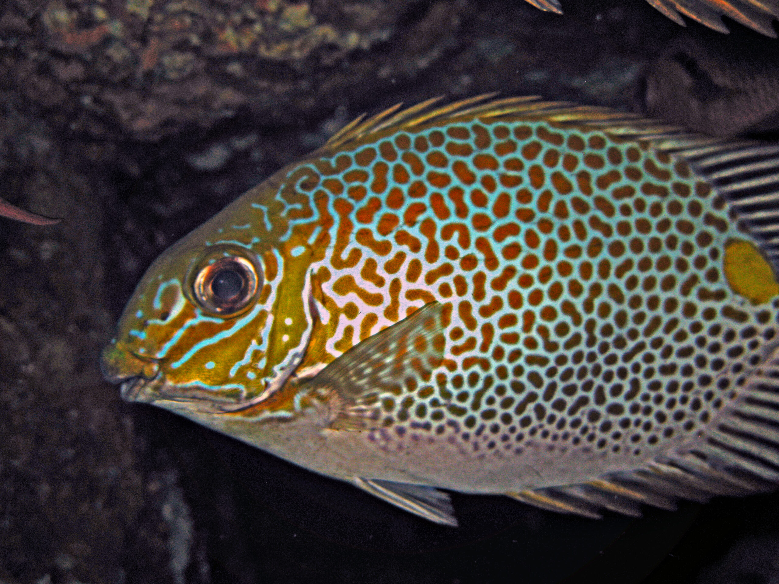 Siganus guttatus (Siganus guttatus) |commons:File:Gold - saddle Rabbitfish - Siganus guttatus.jpg