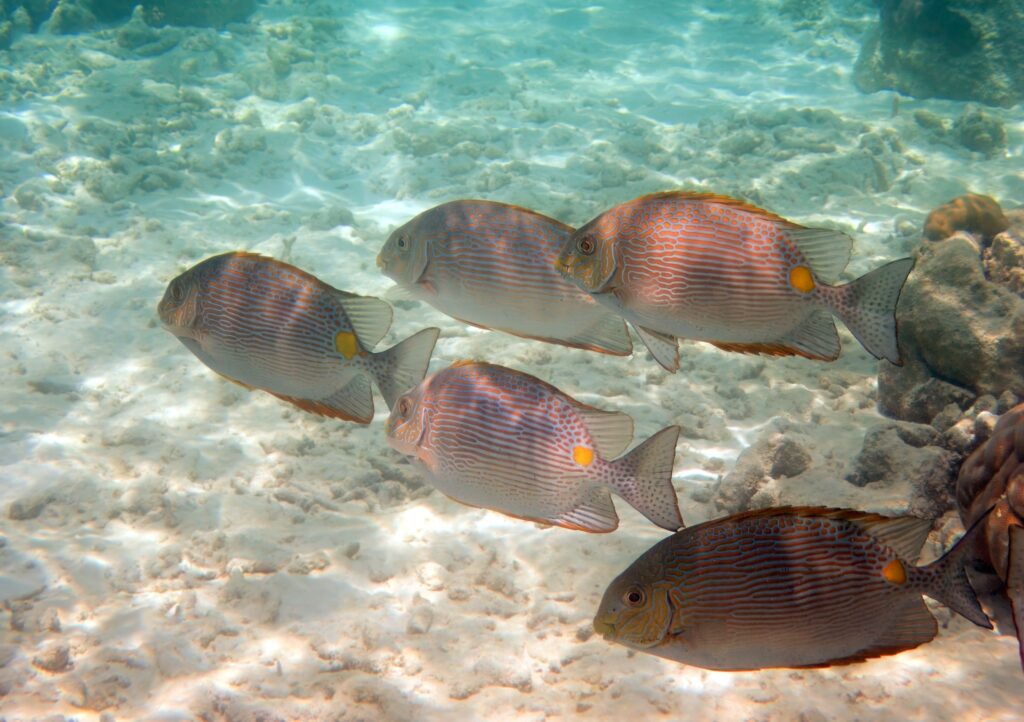 Siganus insomnis (Siganus insomnis) |commons:File:Siganus insomnis, Raa Atoll, Maldives imported from iNaturalist photo 473597858.jpg