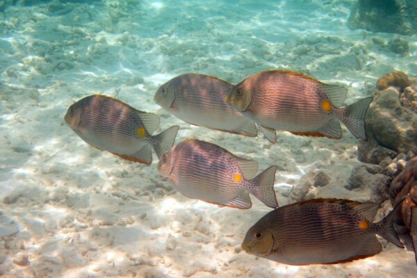 Siganus insomnis (Siganus insomnis) |commons:File:Siganus insomnis, Raa Atoll, Maldives imported from iNaturalist photo 473597858.jpg