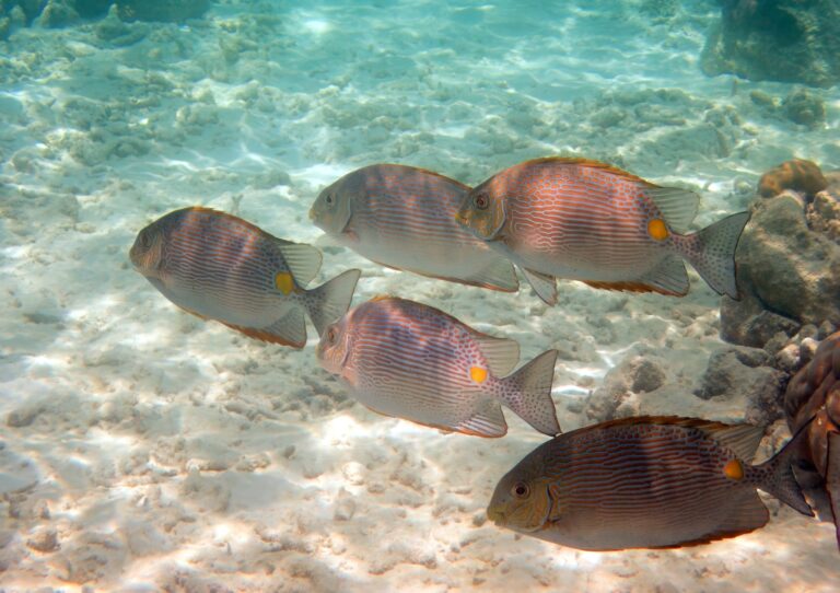 Siganus insomnis (Siganus insomnis) |commons:File:Siganus insomnis, Raa Atoll, Maldives imported from iNaturalist photo 473597858.jpg