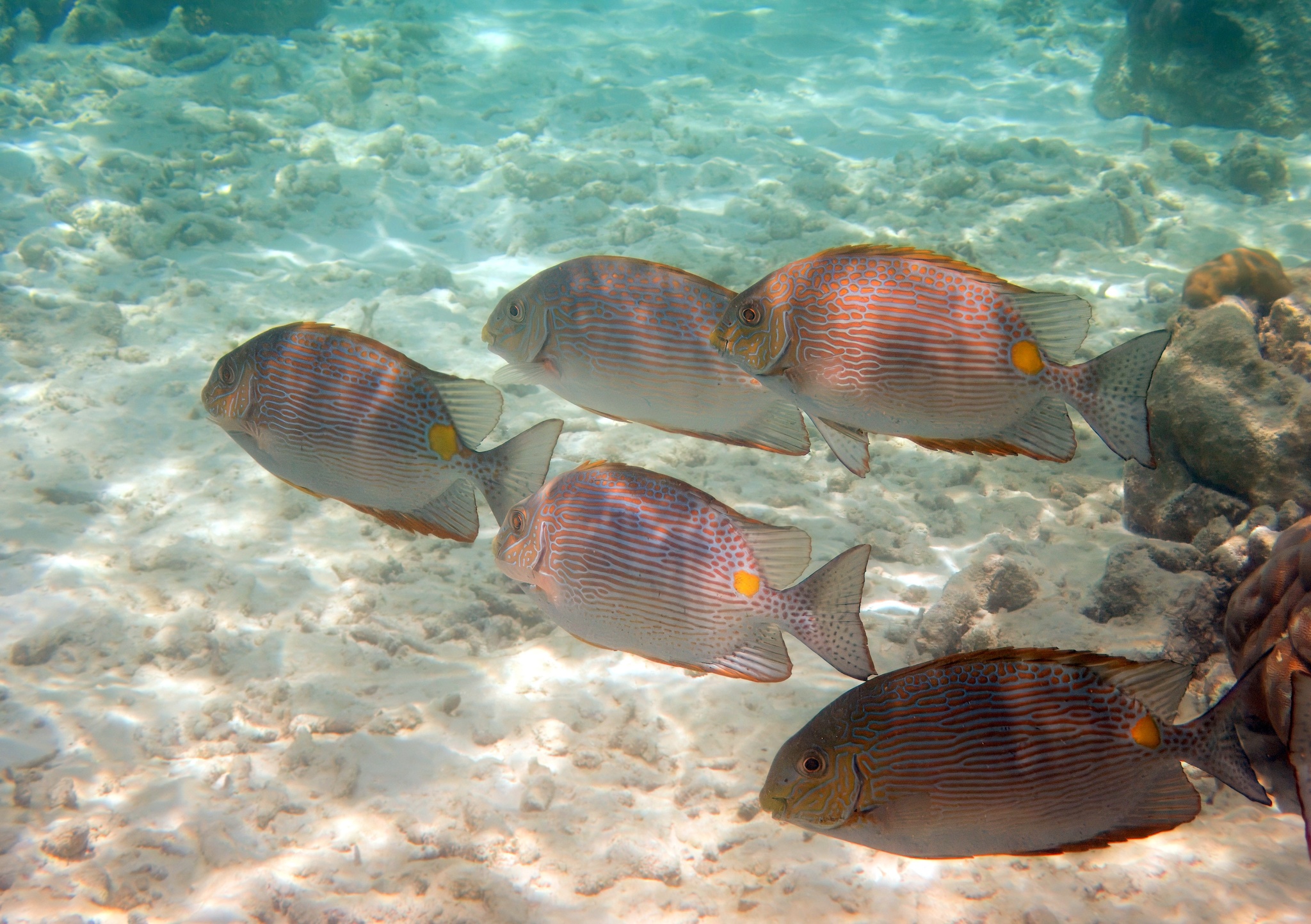 Siganus insomnis (Siganus insomnis) |commons:File:Siganus insomnis, Raa Atoll, Maldives imported from iNaturalist photo 473597858.jpg