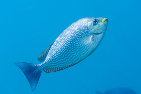 Siganus javus (Siganus javus) |commons:File:Java rabbitfish (Siganus javus) (46722835271).jpg