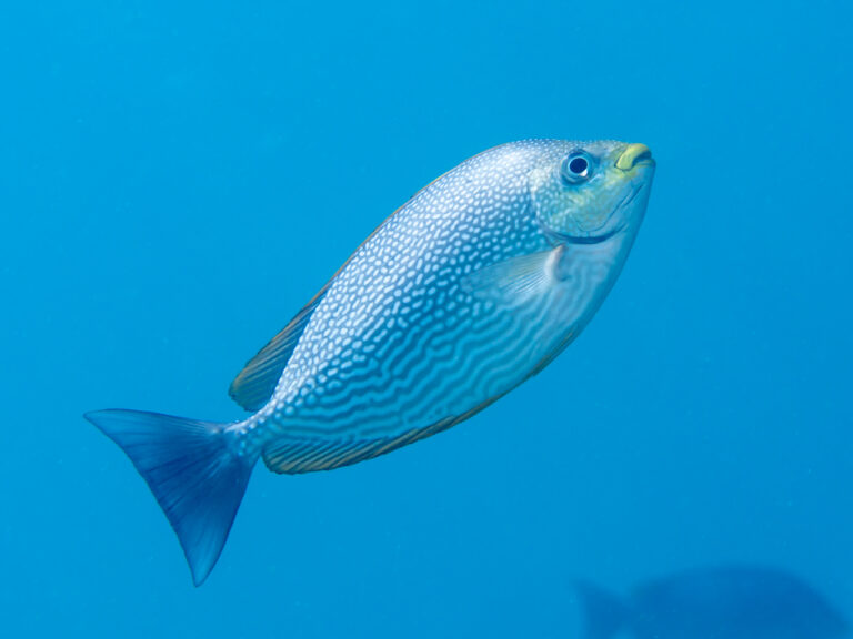 Siganus javus (Siganus javus) |commons:File:Java rabbitfish (Siganus javus) (46722835271).jpg