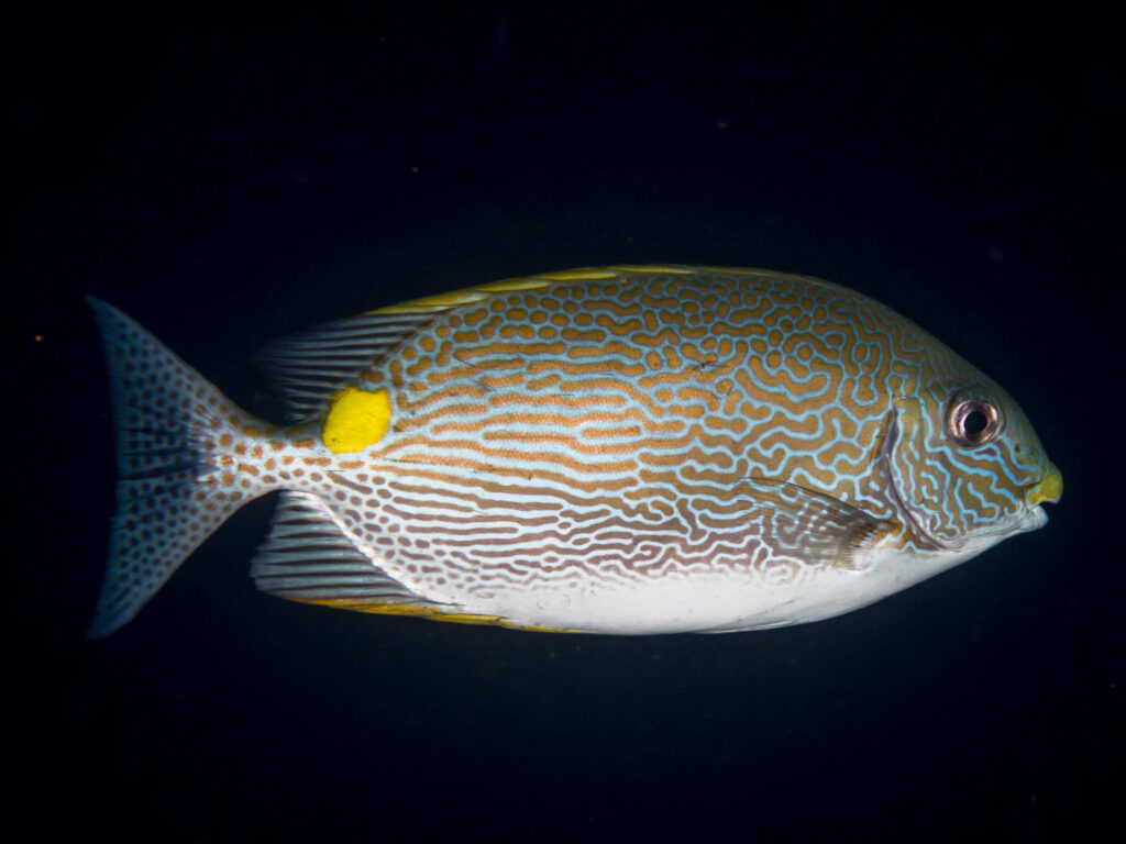 Siganus lineatus (Siganus lineatus) |commons:File:Lined rabbitfish (Siganus lineatus).jpg