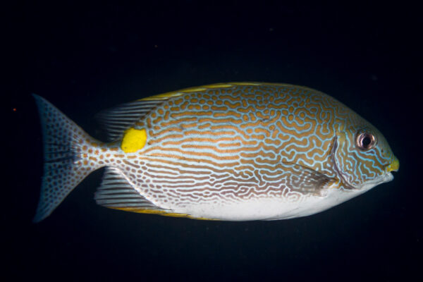 Siganus lineatus (Siganus lineatus) |commons:File:Lined rabbitfish (Siganus lineatus).jpg