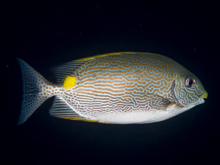 Siganus lineatus (Siganus lineatus) |commons:File:Lined rabbitfish (Siganus lineatus).jpg