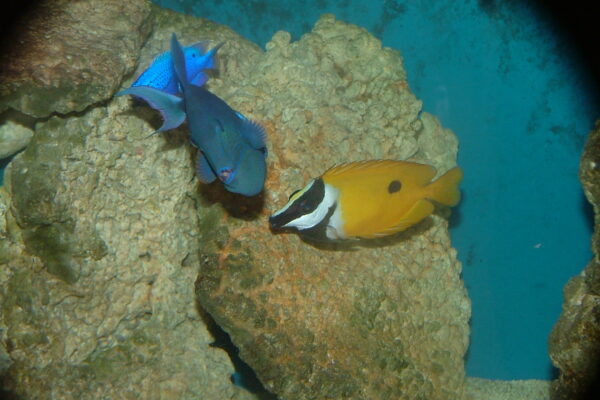 Siganus niger (Siganus niger) |commons:File:Blotched foxface (Siganus unimaculatus), a Blue damselfish (Chrysiptera cyanea) and a Redtoothed triggerfish (Odonus niger).jpg