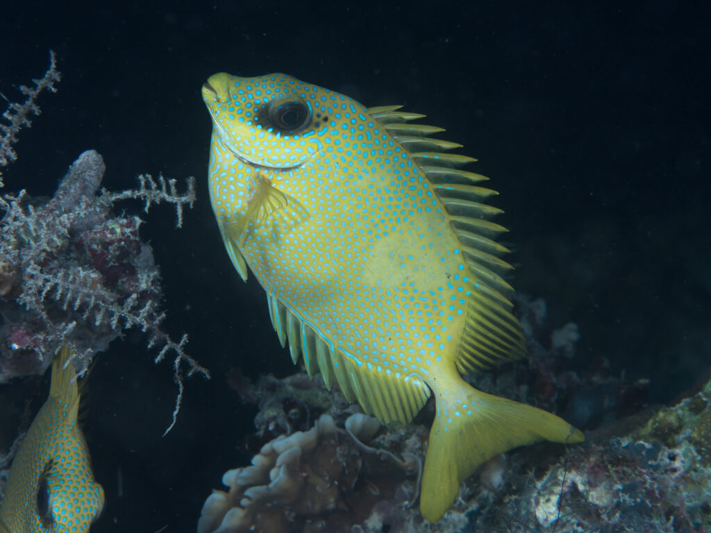 Siganus puelloides (Siganus puelloides) |commons:File:Blackeye rabbitfish (Siganus puelloides) (33738468848).jpg