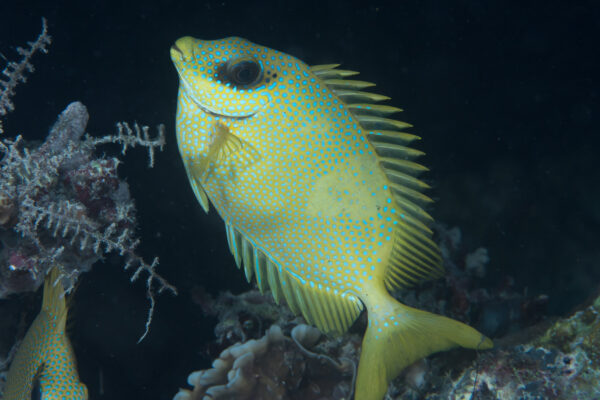Siganus puelloides (Siganus puelloides) |commons:File:Blackeye rabbitfish (Siganus puelloides) (33738468848).jpg