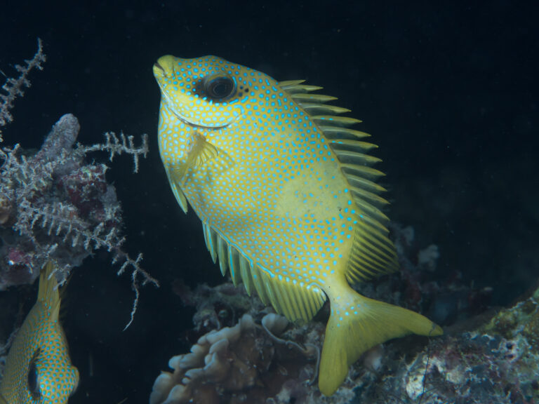 Siganus puelloides (Siganus puelloides) |commons:File:Blackeye rabbitfish (Siganus puelloides) (33738468848).jpg