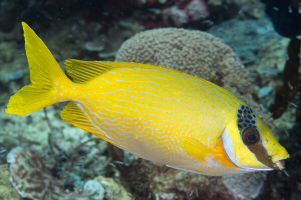 Siganus puellus (Siganus puellus) |commons:File:Masked rabbitfish (Siganus puellus) (33738468898).jpg