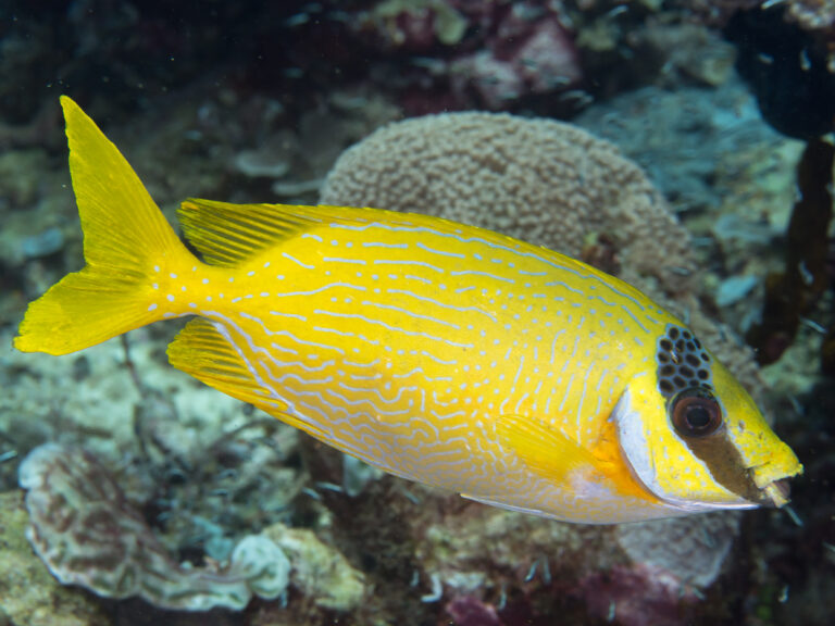 Siganus puellus (Siganus puellus) |commons:File:Masked rabbitfish (Siganus puellus) (33738468898).jpg
