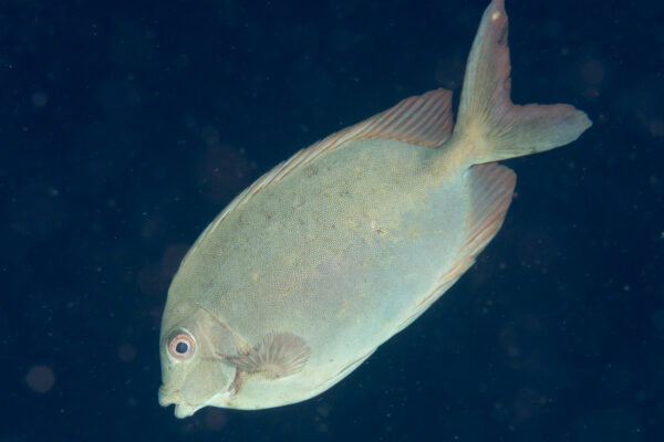 Siganus punctatissimus (Siganus punctatissimus) |commons:File:Finespotted rabbitfish (Siganus punctatissimus) (32673145267).jpg