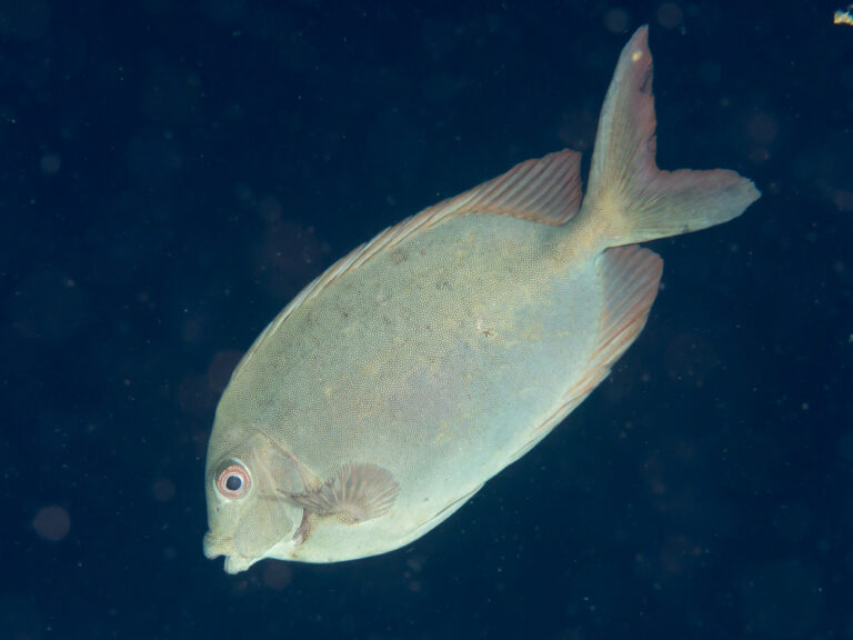 Siganus punctatissimus (Siganus punctatissimus) |commons:File:Finespotted rabbitfish (Siganus punctatissimus) (32673145267).jpg