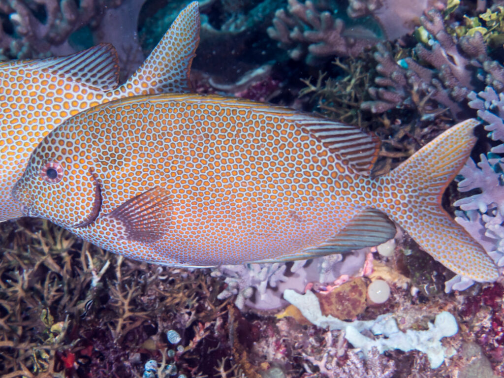 Siganus punctatus (Siganus punctatus) |commons:File:Gold-spotted rabbitfish (Siganus punctatus).jpg