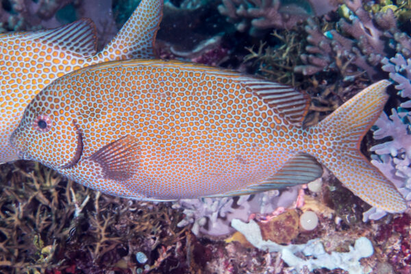 Siganus punctatus (Siganus punctatus) |commons:File:Gold-spotted rabbitfish (Siganus punctatus).jpg