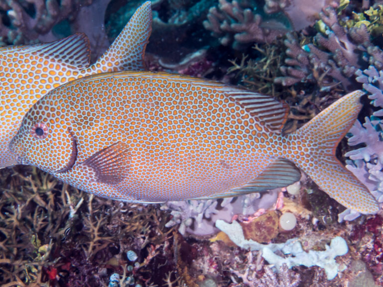 Siganus punctatus (Siganus punctatus) |commons:File:Gold-spotted rabbitfish (Siganus punctatus).jpg