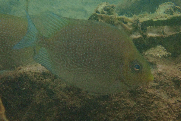 Siganus randalli (Siganus randalli) |commons:File:Siganus randalli.png