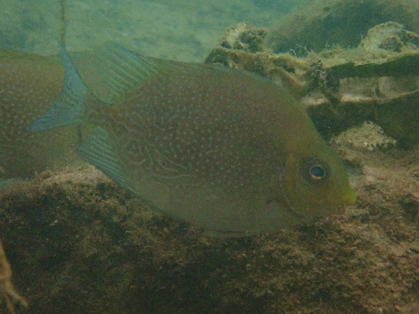 Siganus randalli (Siganus randalli) |commons:File:Siganus randalli.png