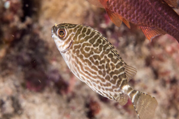 Siganus spinus (Siganus spinus) |commons:File:Scribbled rabbitfish (Siganus spinus) (28822254937).jpg