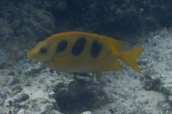 Siganus trispilos (Siganus trispilos) |commons:File:Siganus trispilos 411722896.jpg