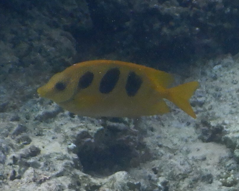 Siganus trispilos (Siganus trispilos) |commons:File:Siganus trispilos 411722896.jpg