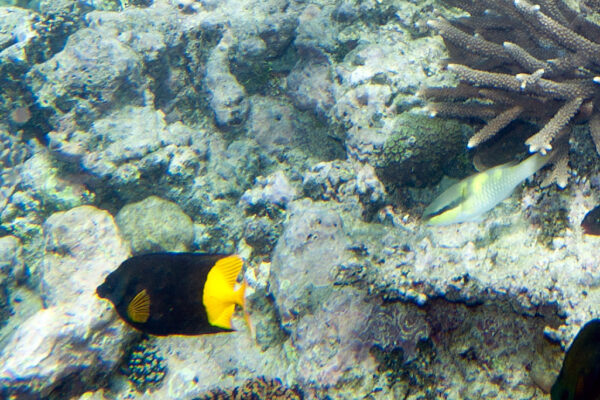 Siganus uspi (Siganus uspi) |commons:File:Fiji rabbitfish Siganus uspi (7569615202).jpg