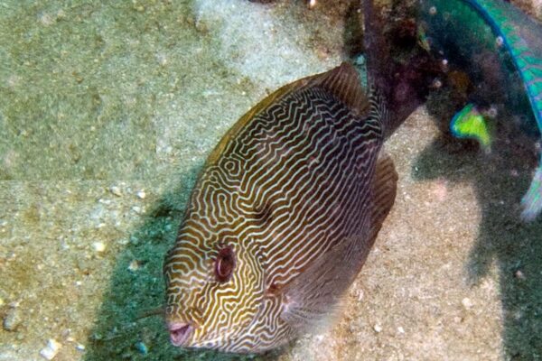 Siganus vermiculatus (Siganus vermiculatus) |commons:File:Siganus vermiculatus, Koh Phangan.jpg