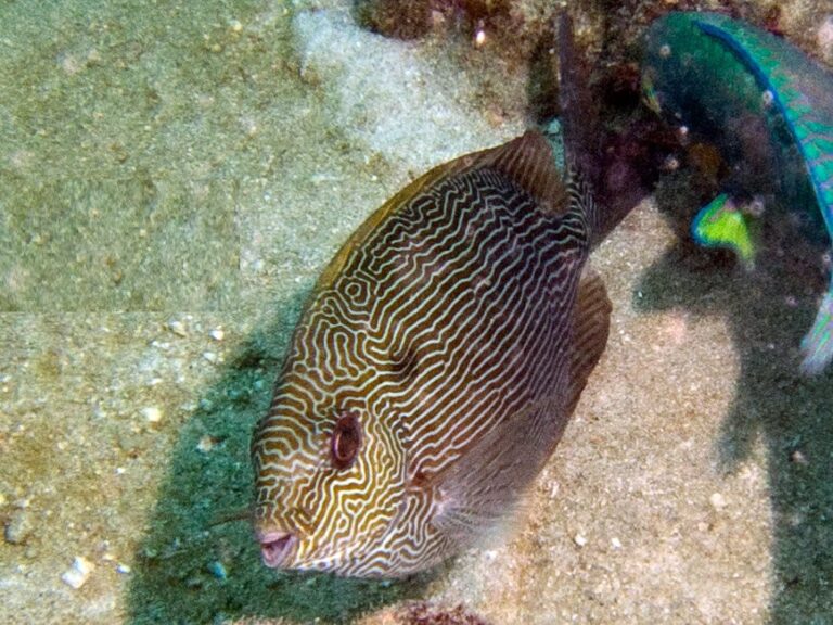 Siganus vermiculatus (Siganus vermiculatus) |commons:File:Siganus vermiculatus, Koh Phangan.jpg