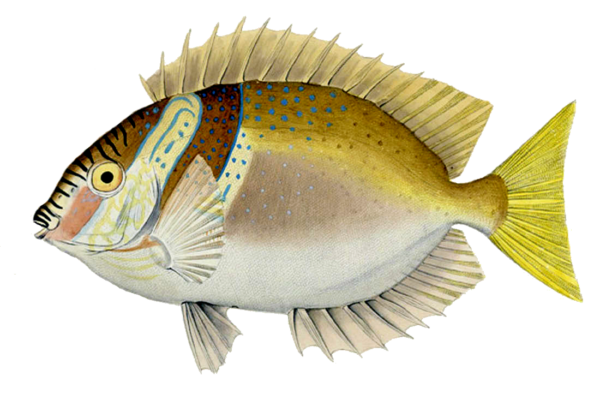 Siganus virgatus (Siganus virgatus) |commons:File:Siganus virgatus.png