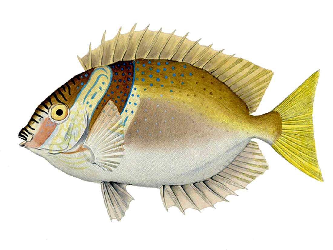 Siganus virgatus (Siganus virgatus) |commons:File:Siganus virgatus.png