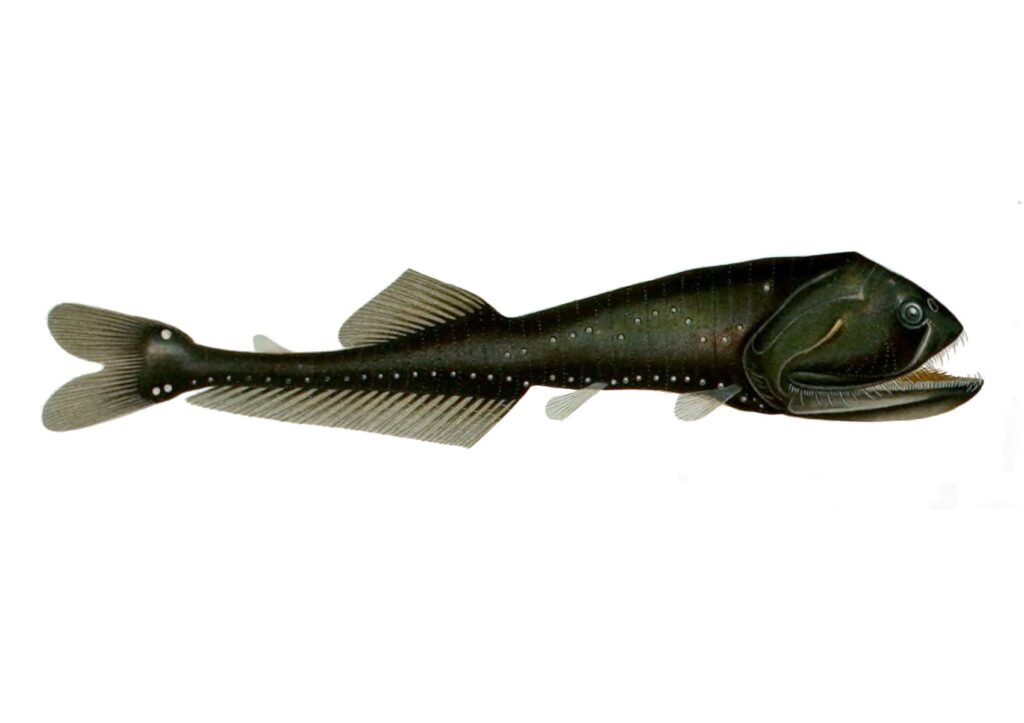 Sigmops bathyphilus (Sigmops bathyphilus) |commons:File:Sigmops bathyphilus.jpg