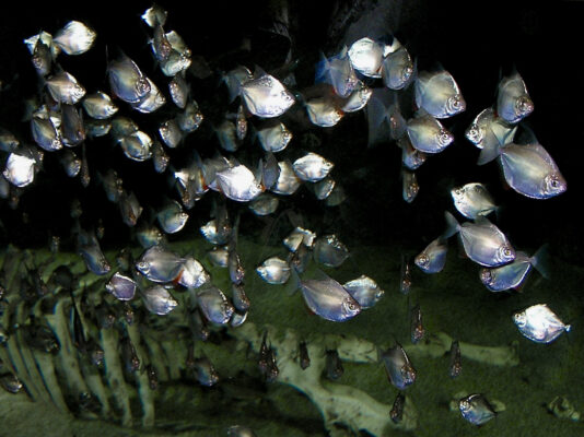 Silver Dollar (Metynnis argenteus) |commons:File:Serrasalmidae Metynnis argenteus 2.jpg