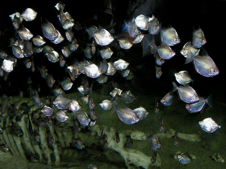 Silver Dollar (Metynnis argenteus) |commons:File:Serrasalmidae Metynnis argenteus 2.jpg
