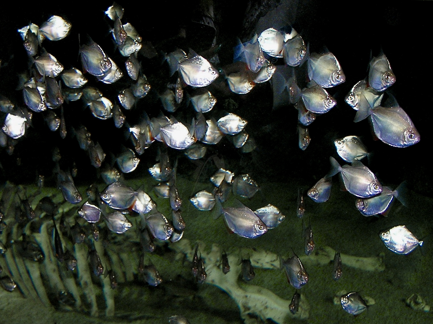 Silver Dollar (Metynnis argenteus) |commons:File:Serrasalmidae Metynnis argenteus 2.jpg
