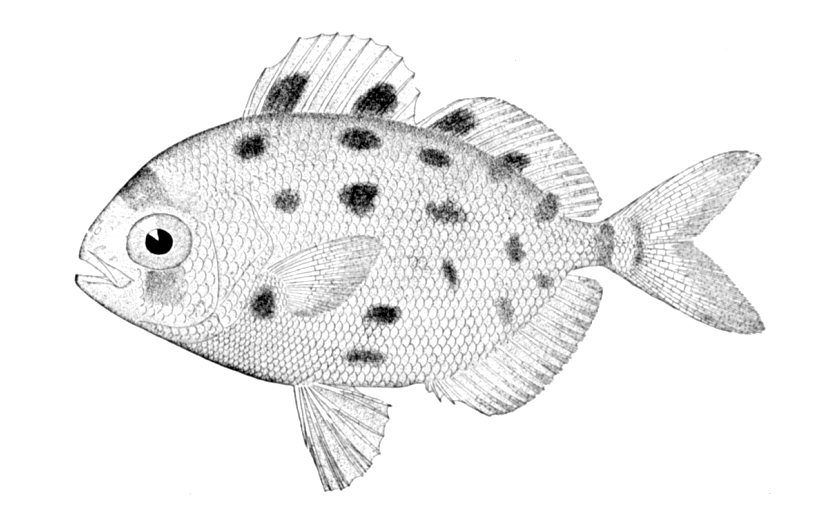 Silver Driftfish (Psenes maculatus) |commons:File:Psenes maculatus.jpg
