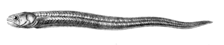 Silver Pearlfish (Encheliophis homei) |commons:File:Encheliophis homei.jpg
