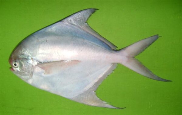 Silver Pomfret (Pampus argenteus) |commons:File:Pampus argenteus 1.jpg
