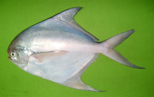 Silver Pomfret (Pampus argenteus) |commons:File:Pampus argenteus 1.jpg