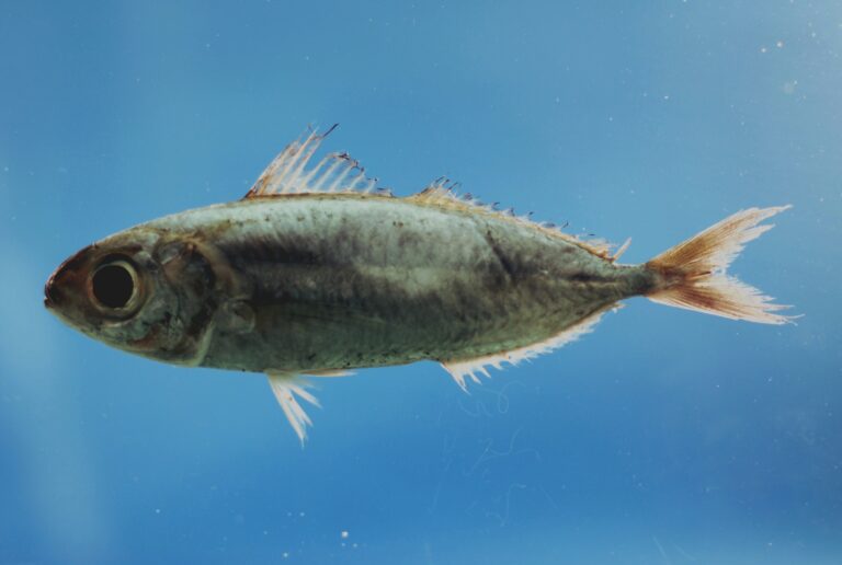 Silver-rag (Ariomma bondi) |commons:File:Silver-rag driftfish ( Ariomma bondi ).jpg
