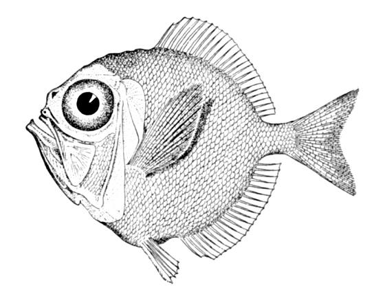 Silver Spinyfin (Diretmus argenteus) |commons:File:Diretmus argenteus.jpg