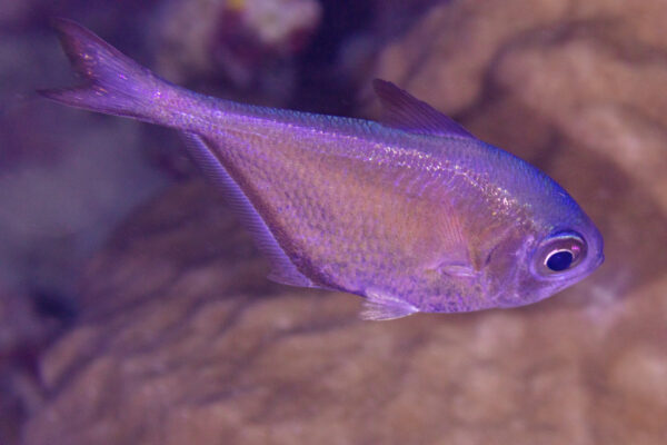 Silver Sweeper (Pempheris oualensis) |commons:File:Barrendero (Pempheris oualensis), Mauricio, 2025-09-23, DD 140.jpg